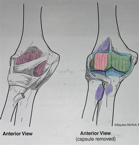 Articulations Elbow Joint Diagram Quizlet