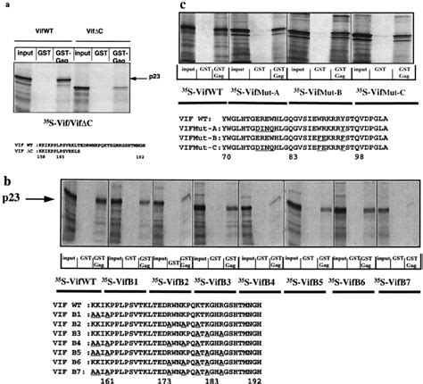 Binding Of Vif Proteins With GST Pr55 Gag Equivalent Amounts Of GST