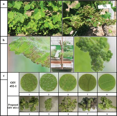 Phenotyping methods for P. viticola symptom assessment on grapevine ...