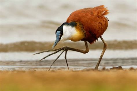 African Jacana Pictures Az Animals