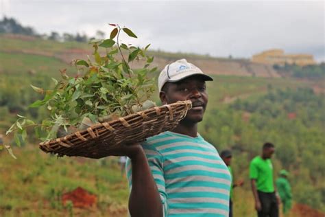 green gains localized efforts leave  mark notably  drier areas