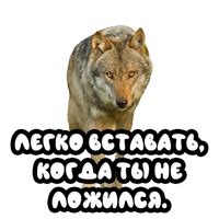 Стикеры Волки с фразами – Скачать бесплатно для Телеграмм в 1 клик!