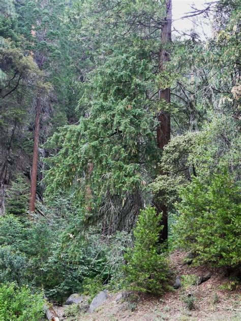 Torreya Californica California Nutmeg