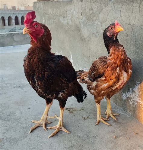 Aseel Chickens: Size, Eggs, Temperament and More