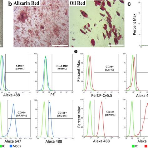 Phenotypic Characterization Of Human Adipose Derived Mscs A The