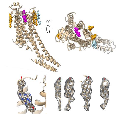 结构生物学最新技术 MicroED能为共晶结构解析带来什么 生物学 X射线 蛋白酶 共晶 结构 技术 健康界