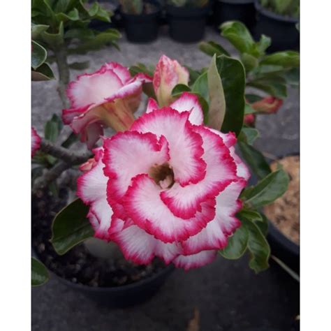 Jual Tanaman Hias Adenium Kamboja Jepang Bunga Tumpuk Triple Pepito