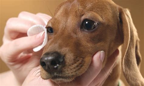 TODO sobre la Conjuntivitis en Perros Causas Síntomas y Tratamiento