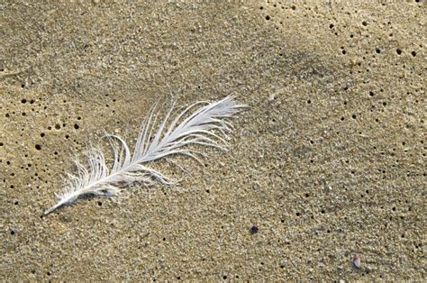 Single White Feather on Sandy Beach Stock Image - Image of ocean, shaggy: 105185999