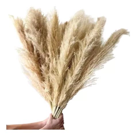 Capim Dos Pampas Decoração Plumas Natural Seco 5 Hastes Frete grátis