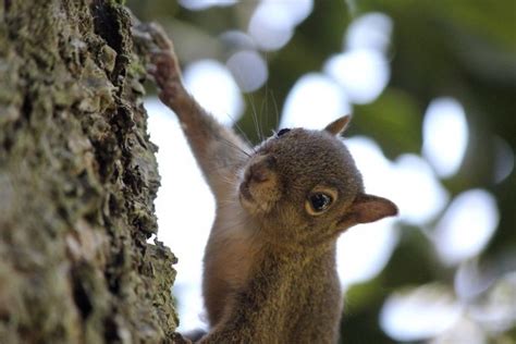 Do Squirrels Make Good Pets? - Petful