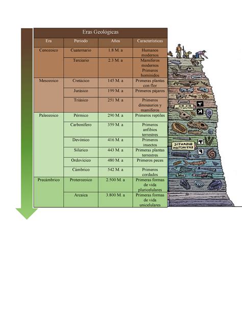 Linea Del Tiempo Eras Geologicas Biolog A B Sica Ipn Studocu The Best