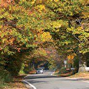 The Tunnel of Trees: Michigan’s Most Famous Color Tour - Petoskey Area