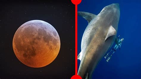 Super Blood Wolf Moon And Biggest Great White Shark 7 Days Of Science