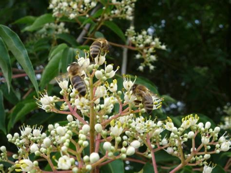 Bildergalerie Bl Ten Bienen Bienenbaum