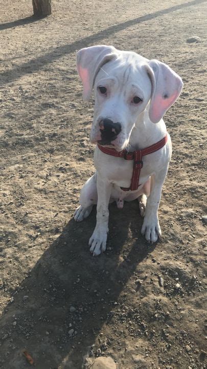 White Boxer Lab Mix