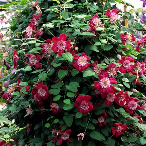 Buy Clematis Group 3 Syn Clematis Viticella Avant Garde Clematis