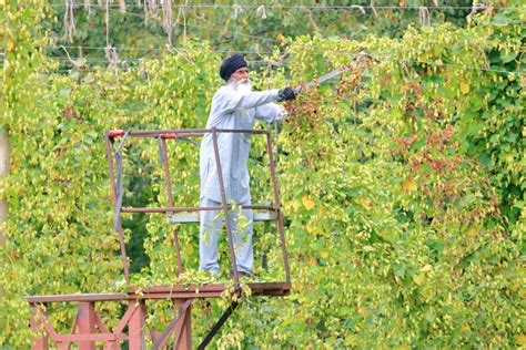 HARVESTING HOPS editorial image. Image of beer, harvest - 34082965