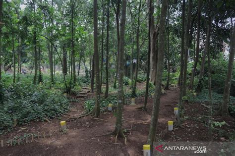 Hutan Kampung Di Kota Bogor Berpotensi Jadi Objek Wisata Baru Antara News