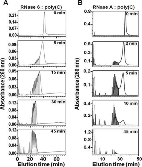 Analysis Of Polynucleotide Cleavage Pattern By Rnase And Rnase A