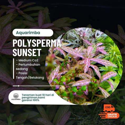 Jual Hygrophila Polysperma Sunset Tanaman Aquascape Tanpa Co Tanaman