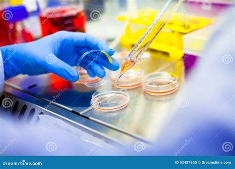 Laboratory Work With Cells And Tissue Cultures In Flowbox Stock Image