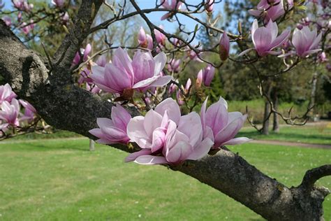 1360x768px | free download | HD wallpaper: purple petaled flower, tree ...