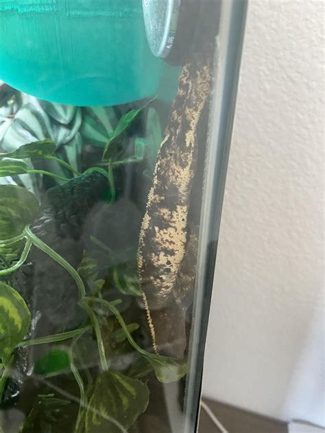 how to gecko sleeping too much indoors 3