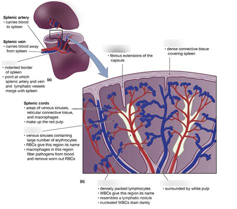 Gross Anatomy Of Spleen Diagram Quizlet