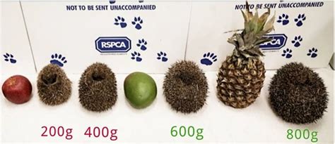 Hedgehog Helpline | Watchet Hedgehogs