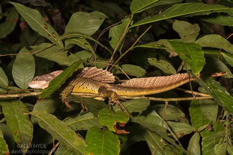 Common Basilisk Lizard Male Basiliscus Basiliscus Costa Rica Alex