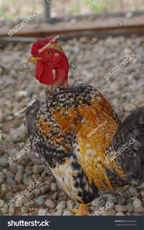 Majestic Bantam Naked Neck Chicken Turken Stock Photo 659264140 Shutterstock