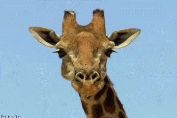 Cute Giraffe GIFs - Find & Share on GIPHY