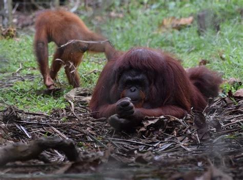 Orangutan At Bmoui Outdoor Enclosure Download Scientific Diagram