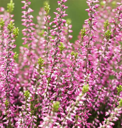 Calluna Vulgaris Aphrodite S Besenheide Aphrodite Im Pflanzenshop