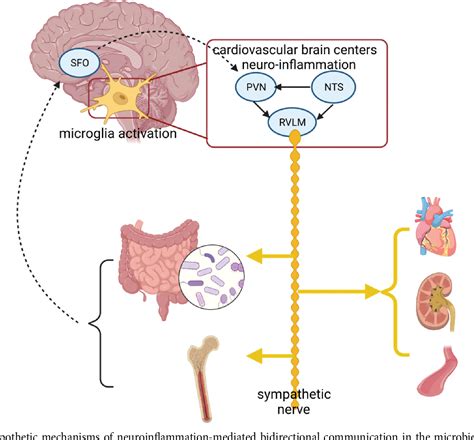 Figure 1 From The Bidirectional Signal Communication Of Microbiota Gut