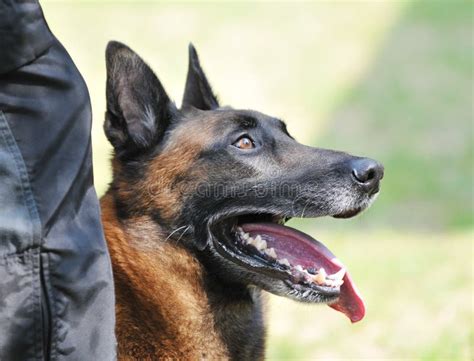 Angry Police Dog stock image. Image of people, security - 6396941