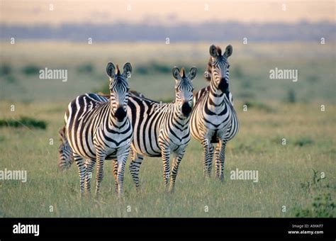 Boehms Zebra Grants Zebra Common Zebra Equus Quagga Boehmi Herd Of Zebras Kenya Masai