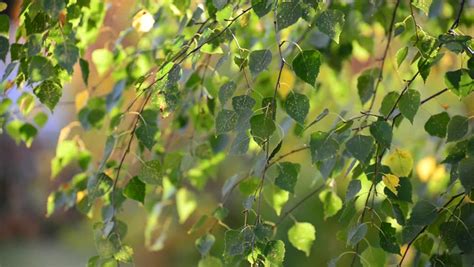 White Birch Tree Leaves Stock Footage Video 403642 | Shutterstock