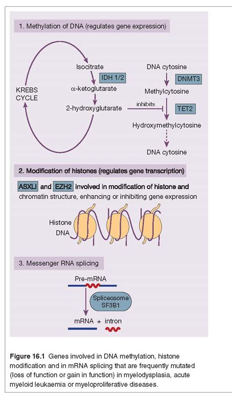 Epigenetics Pediagenosis