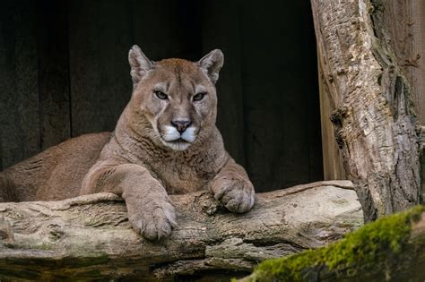 Los Ataques De Pumas En California Un Peligro Constante Actualidad