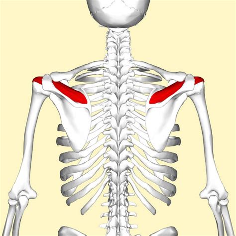 Reclamos Lesiones Hombro Manguito Rotador Florida