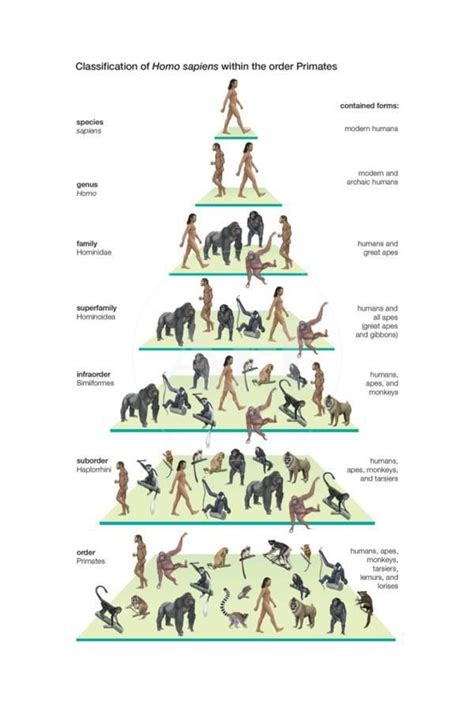 'Classification of Modern Humans (Homo Sapiens) Within the Order ...