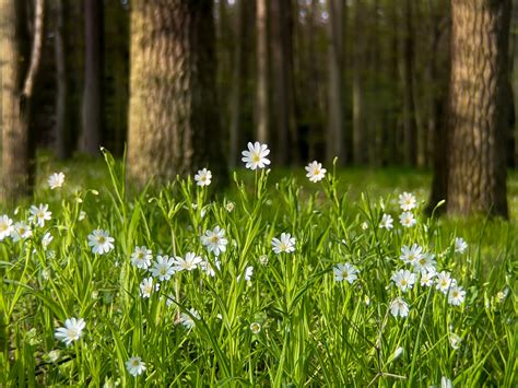 Forest With Flowers Wallpapers - Wallpaper Cave