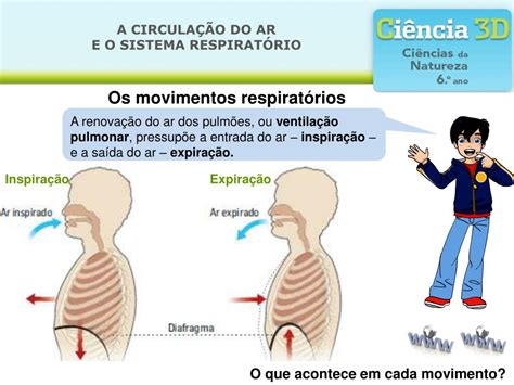 Movimento Respiratório Que Elimina O Ar Dos Pulmões - PPT - A CIRCULAÇÃO DO AR E O SISTEMA RESPIRATÓRIO PowerPoint ...
