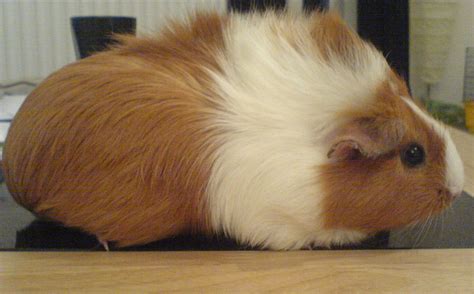 Different Breeds Of Guinea Pigs Moo Moo Pets Blog