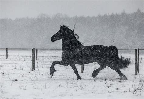 The Horse Gallops in the Snow Stock Photo - Image of black, landscape ...