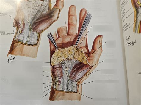 Palmar Surface Of Hand Superficial Diagram Quizlet