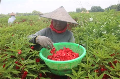 Berkah Ramadan Petani Bunga Di Jombang Full Senyum Radar Jombang