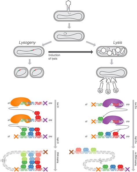 Top: The lifecycle of lambda phage, showing the lysis and lysogeny ...